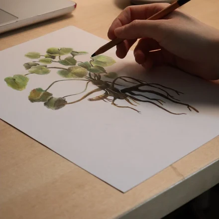 正在绘制的植物叶片插画